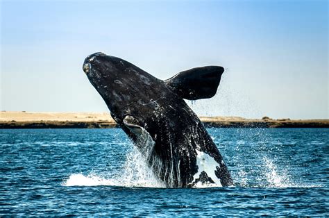 north atlantic right whale animal